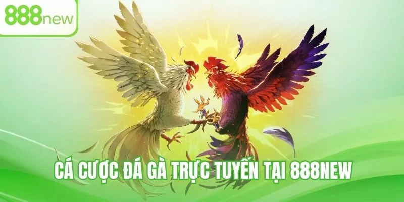 Cá cược đá gà trực tuyến - Kinh nghiệm chọi kê uy tín